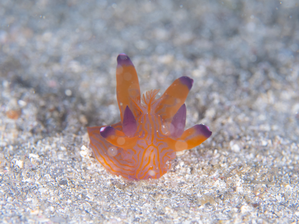 冬の海ウミウシ