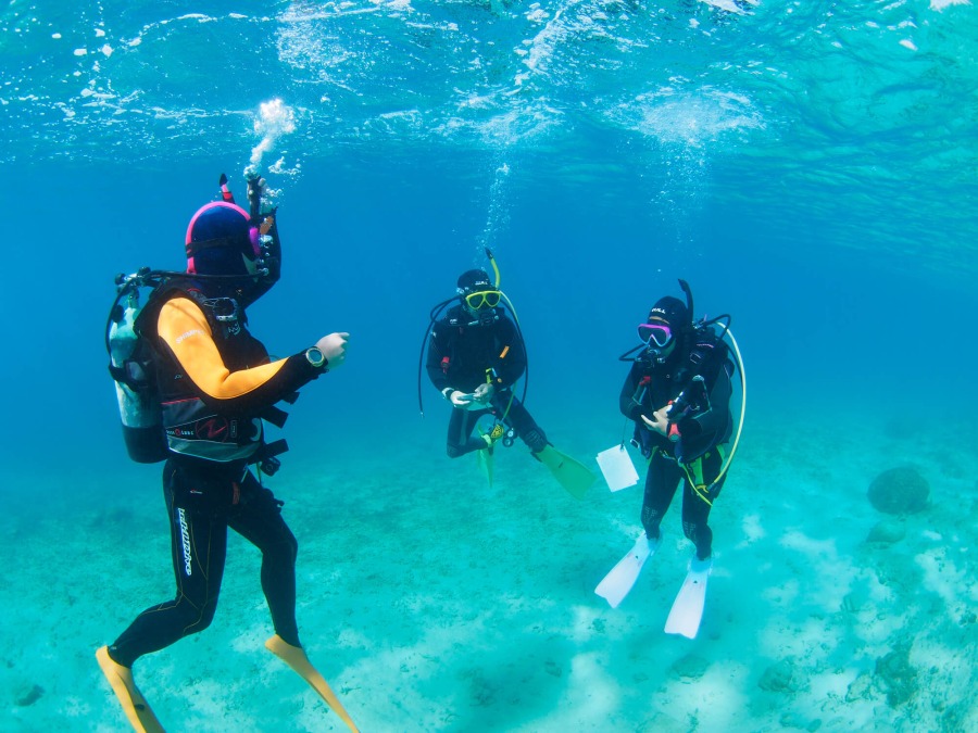 スキューバダイビングの海洋実習