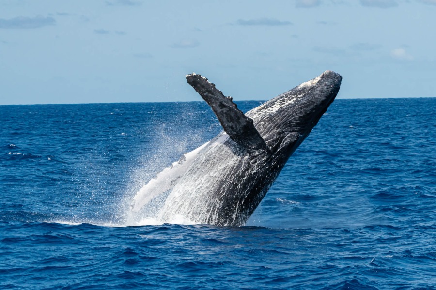 ザトウクジラのブリーチング