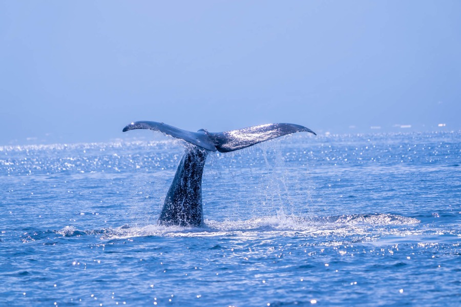 ザトウクジラの尻尾