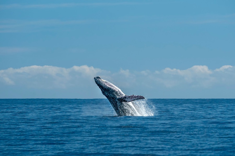 ザトウクジラの生態を知ろう