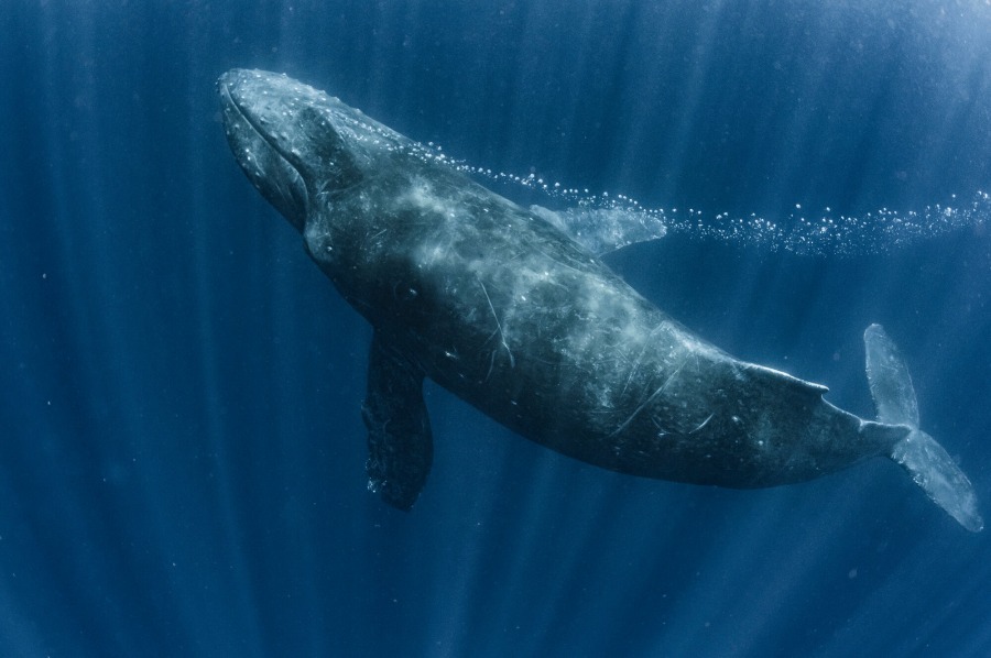 ザトウクジラと泳ぐ時の注意点