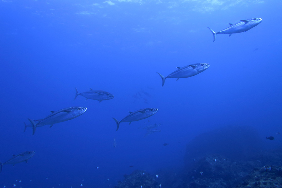 イソマグロの群れ