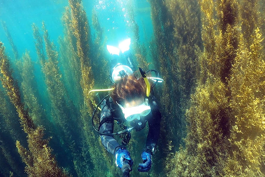 海藻の中を泳ぐダイバー